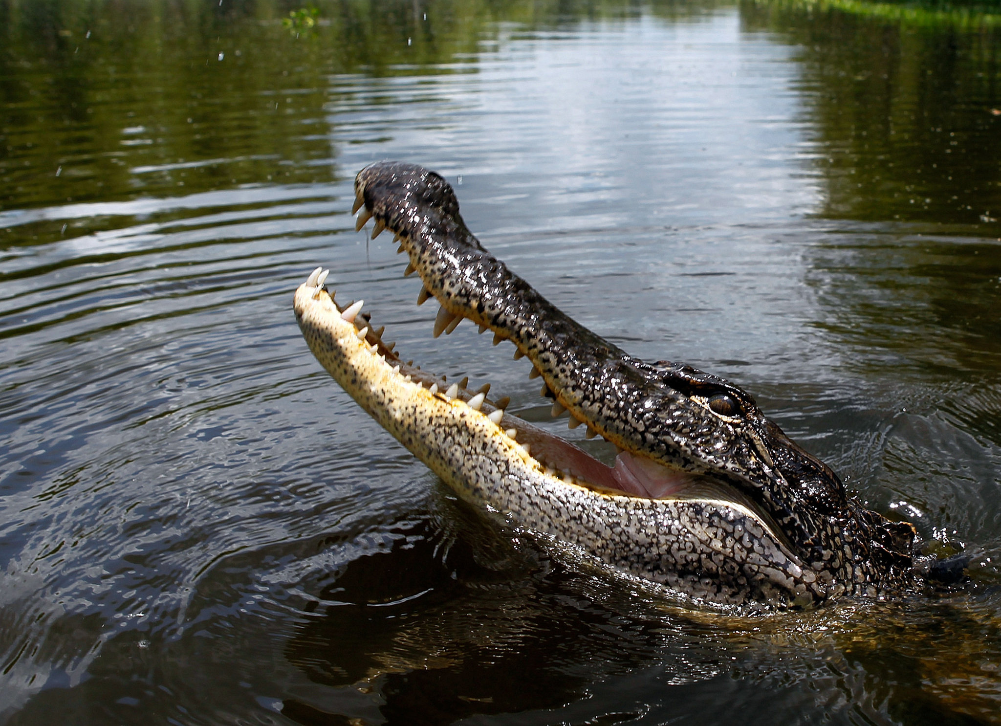 Crocodile emerging from water