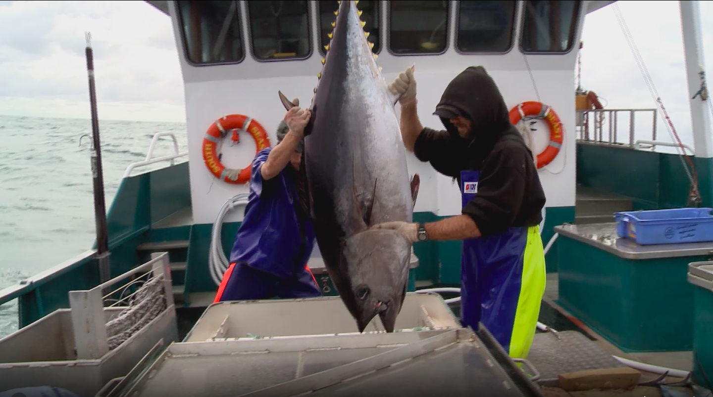 Commercial fishermen with a large tuna