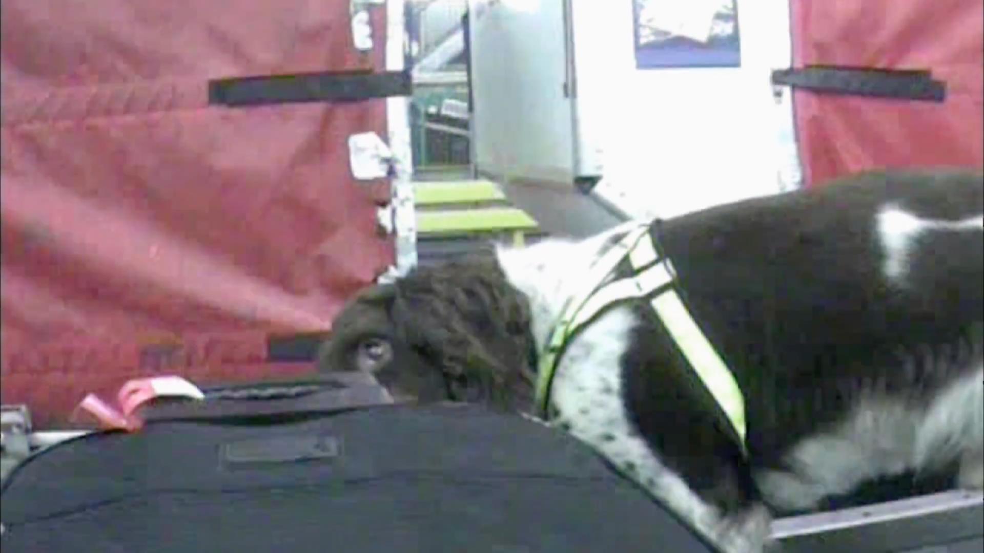 do dogs sniff luggage